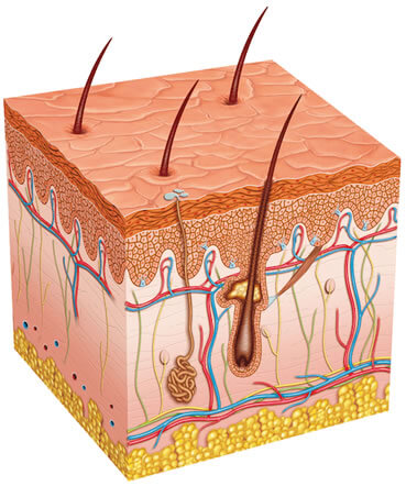 como-crece nuestro-pelo