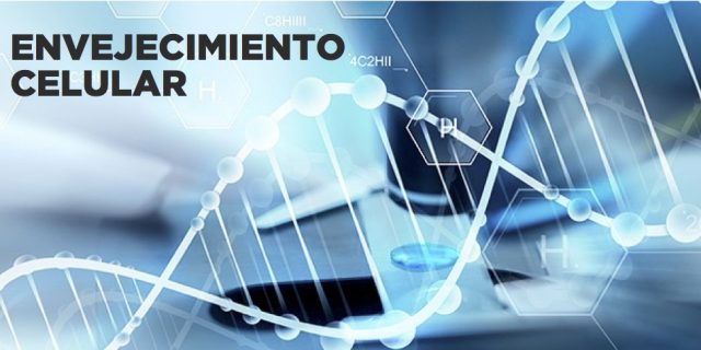 rejuveneciomiento celular