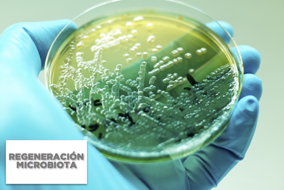 regeneracion microbiota portada 3
