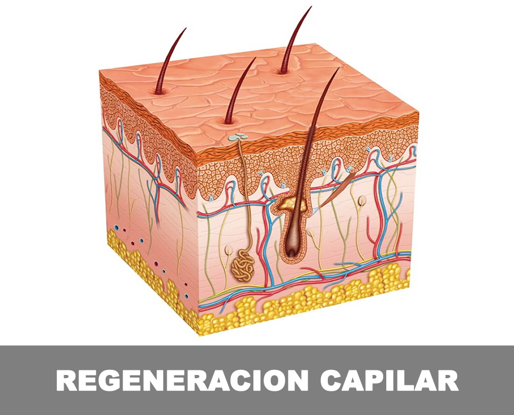 regeneracion capilar valencia